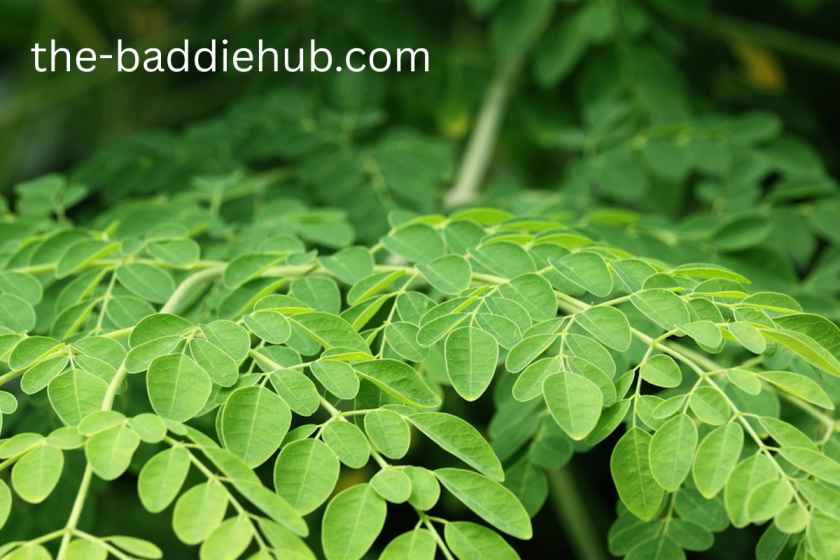 Moringa