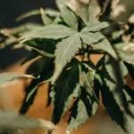 Cannabis: The Green Wonder Everyone's Talking About