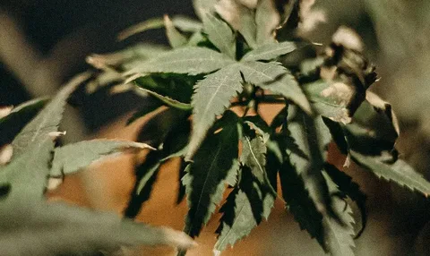 Cannabis: The Green Wonder Everyone's Talking About