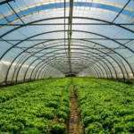Greenhouse