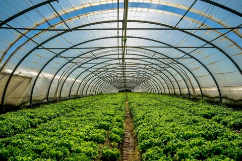 Greenhouse