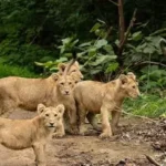 Devalia Safari Park vs Gir National Park