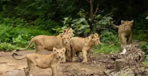 Devalia Safari Park vs Gir National Park